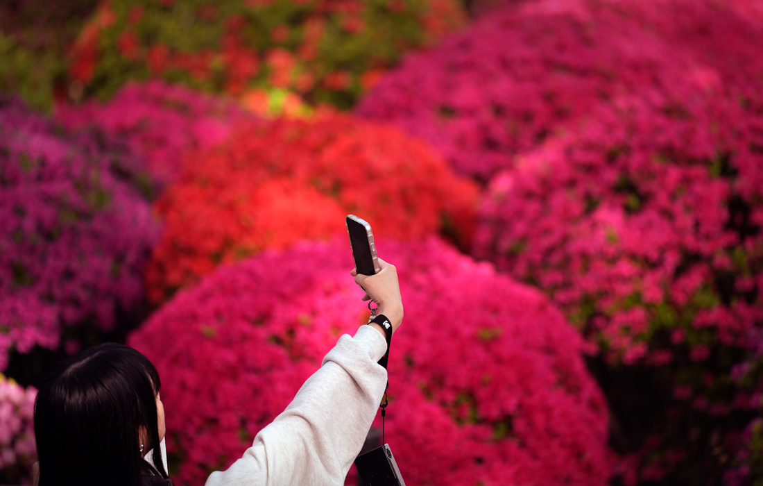 Цветение азалии на территории храма Нэдзу в Токио