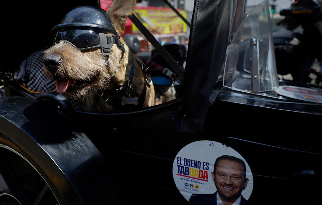 Собака в очках и шлеме едет на мотоцикле по улицам Мехико