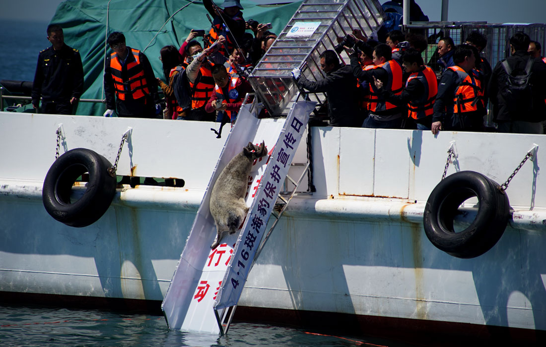 Десять пятнистых тюленей выпущены в океан у берегов китайского города Далянь