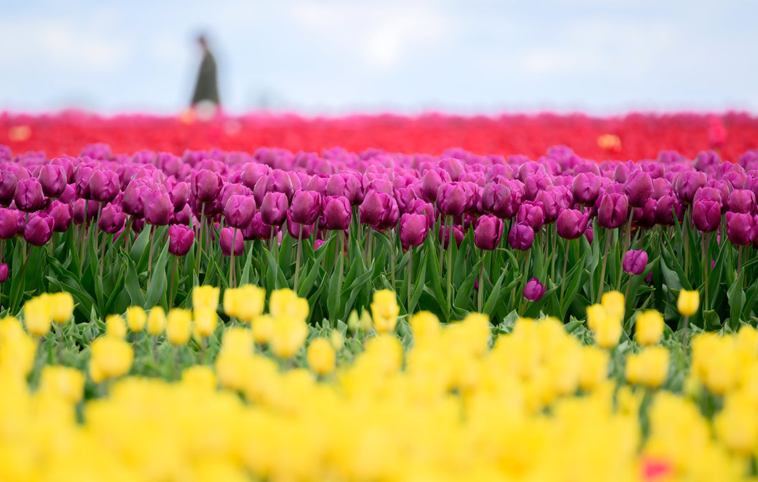  Поля цветущих тюльпанов в Нижней Саксонии