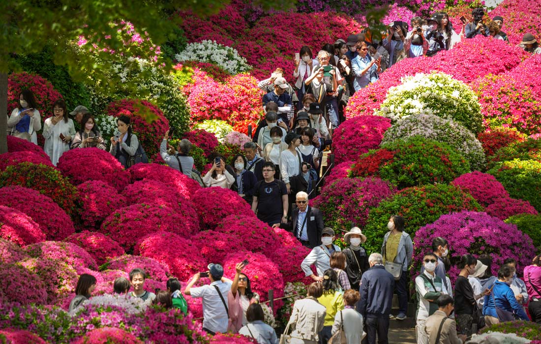 Цветение азалии в саду храма Нэдзу в Токио