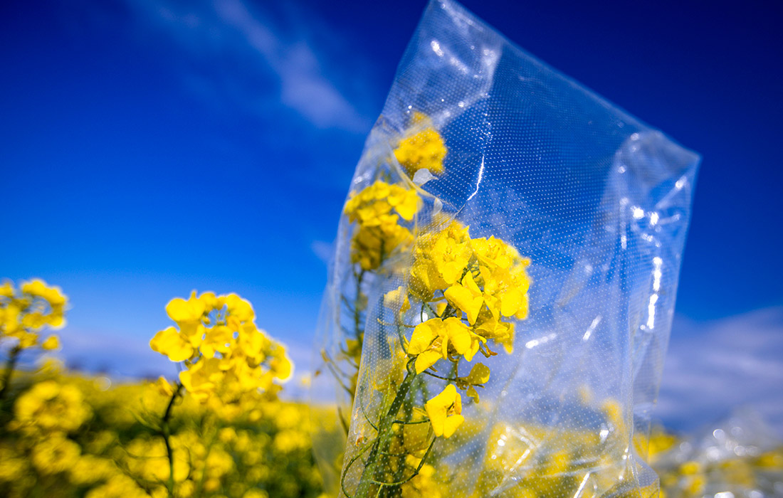 Выращивание рапса на семеноводческой ферме в федеральной земле Мекленбург - Передняя Померания