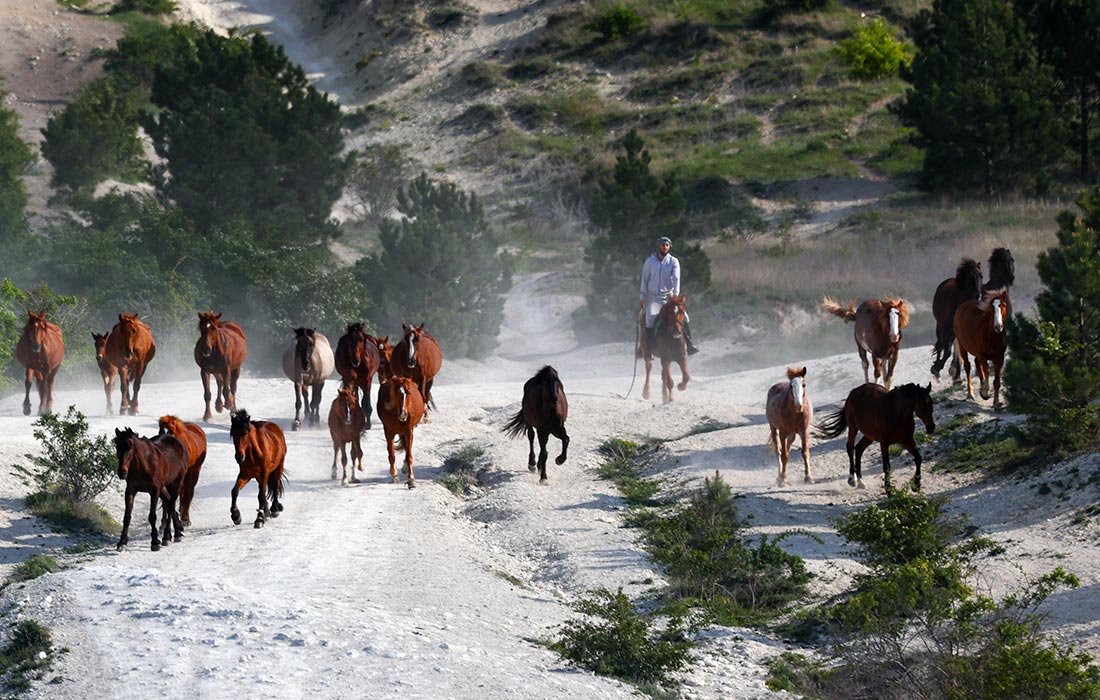 Перегон лошадей у Белой скалы в Крыму