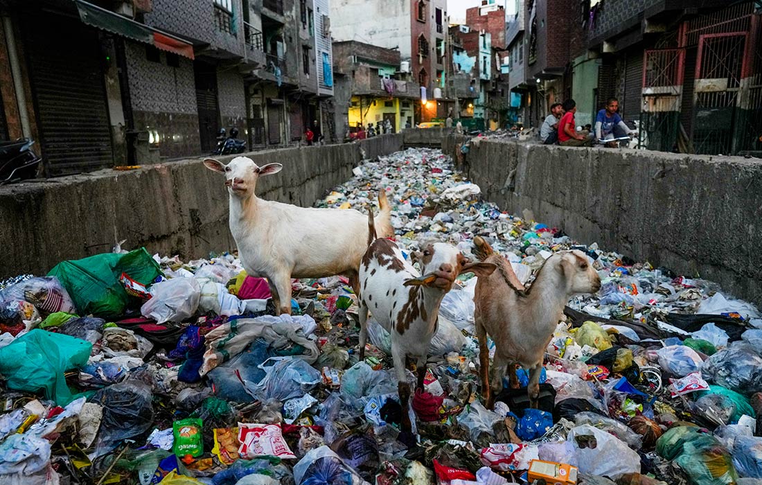 Козы ищут еду в канале, заваленном отходами, в Нью-Дели