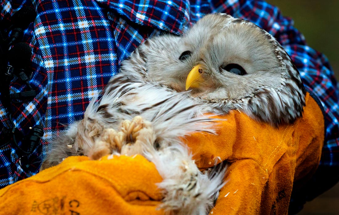 Директор клиники для птиц выпускает на волю длиннохвостую неясыть на территории заказника "Северное побережье Невской губы"