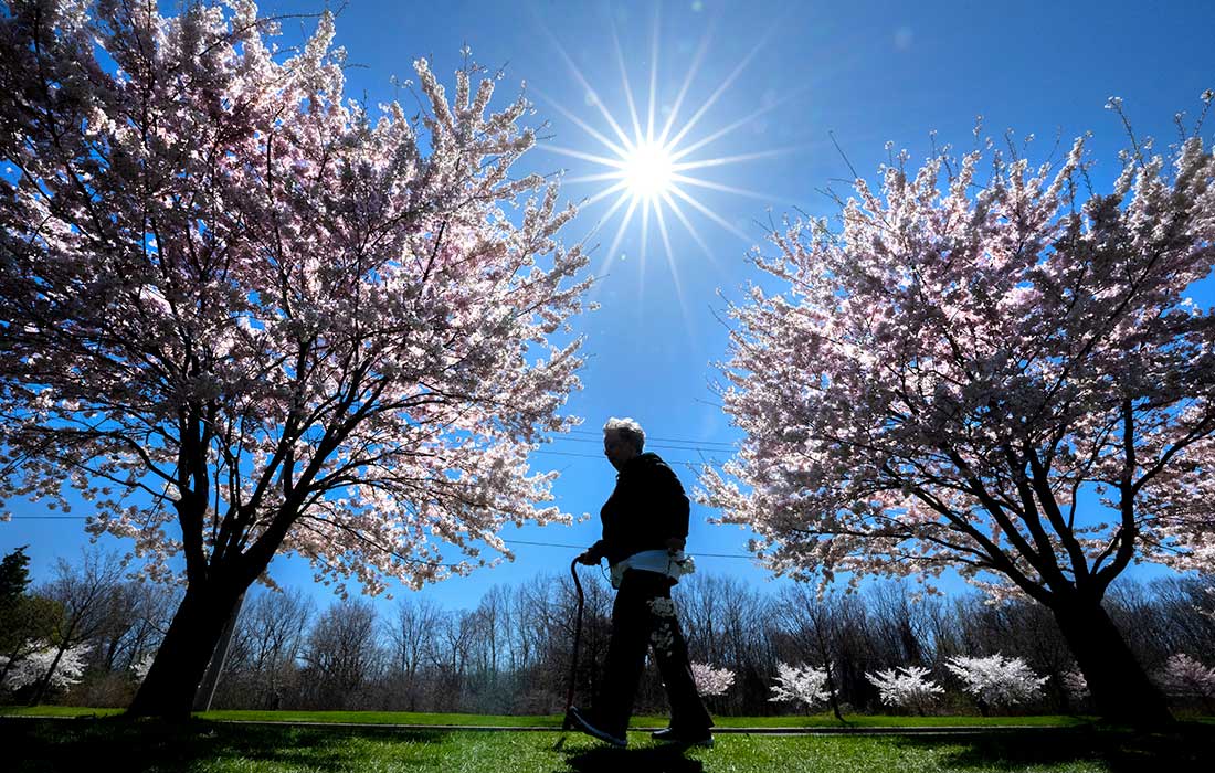 Цветение вишни в Торонто