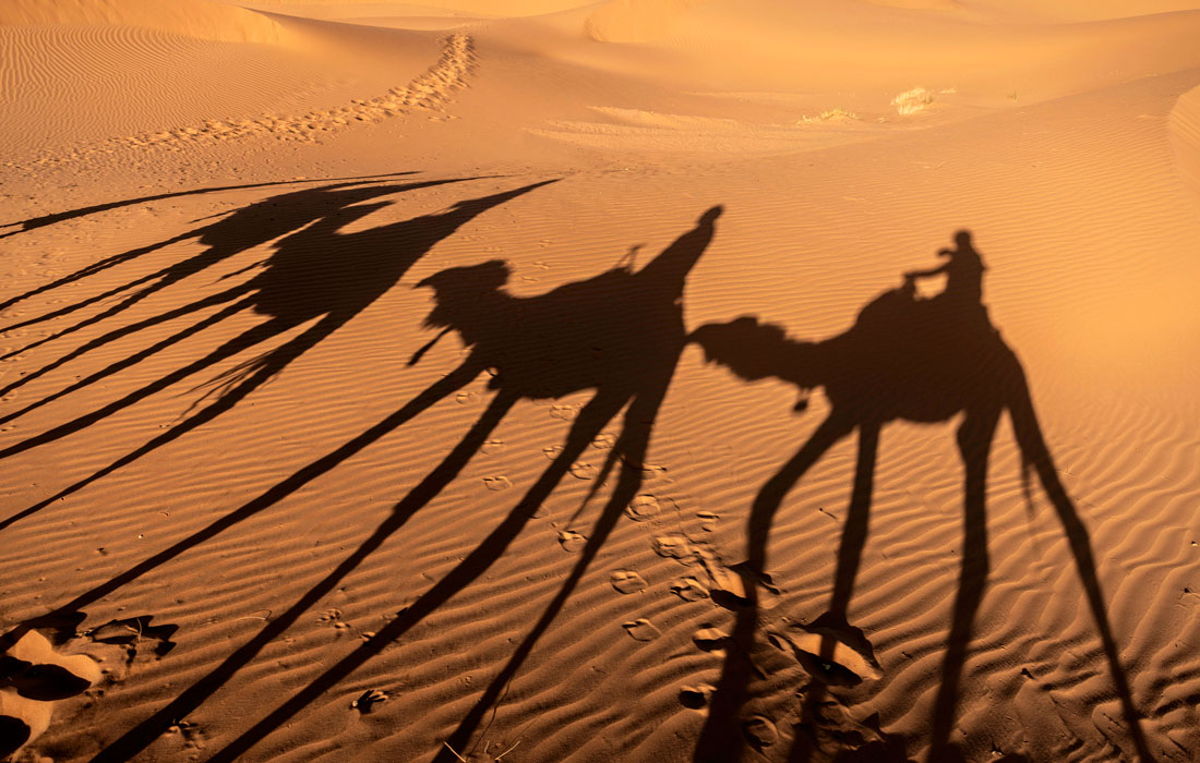 Верблюды в пустыне Сахара на восточной окраине Марокко