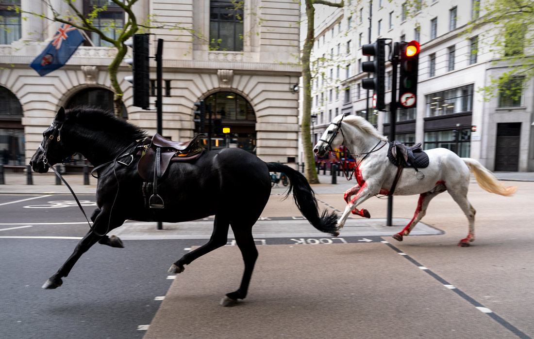 В Лондоне лошади королевской конной гвардии сбежали во время утренних учений