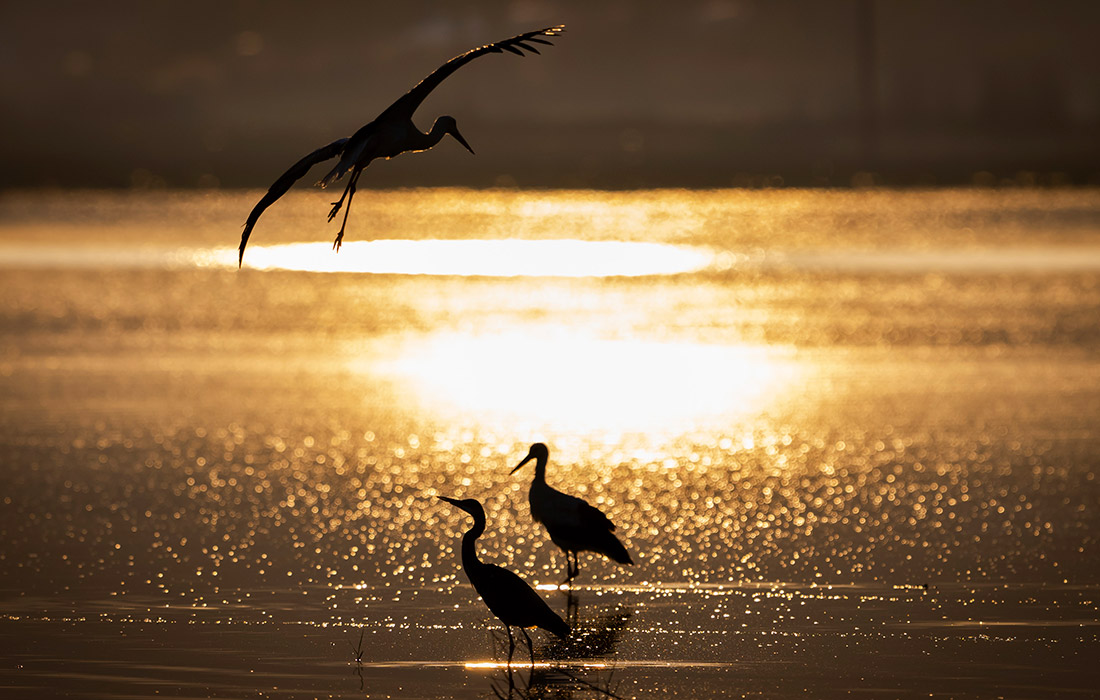 Аисты в Анкаре