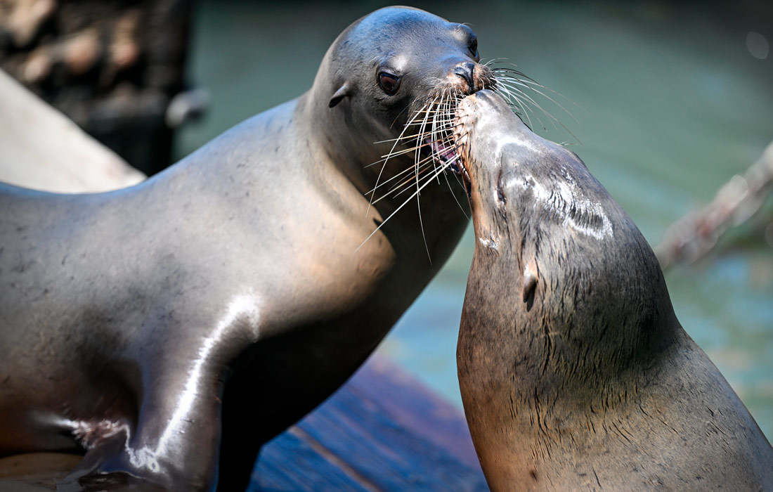 Рекордное количество морских львов собралось на пирсе в Сан-Франциско