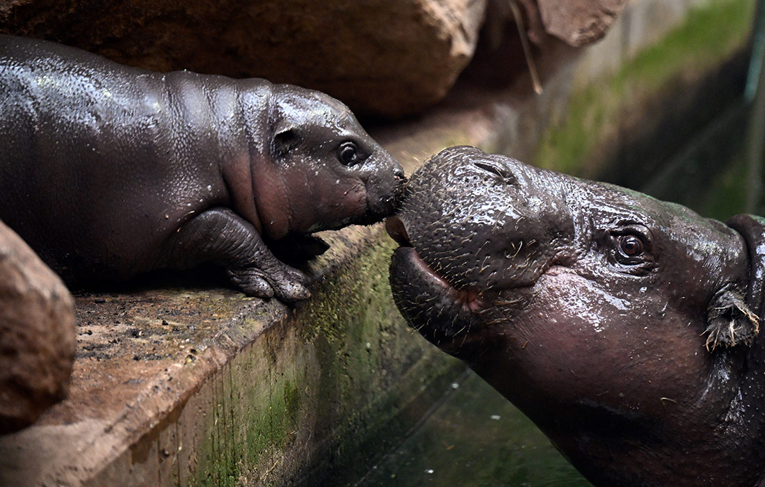 Детеныш бегемота, родившийся 7 апреля в зоопарке Дуйсбурга, представлен публике