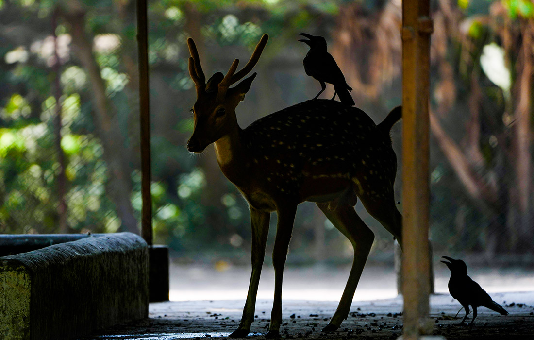 Пятнистый олень в зоологическом саду Алипора в Калькутте, Индия