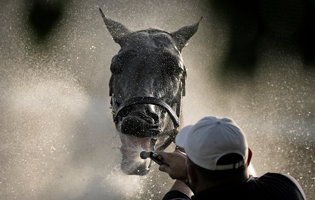 Купание лошади после утренней тренировки в Луисвилле, США