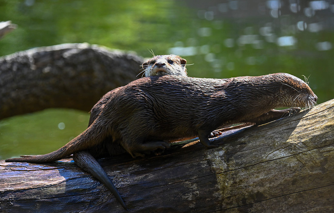 Карликовые выдры в зоопарке Берлина