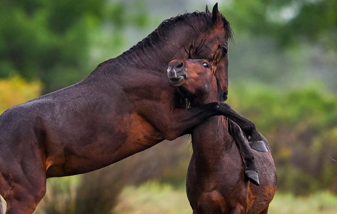 Дикие лошади в Самсуне, Турция