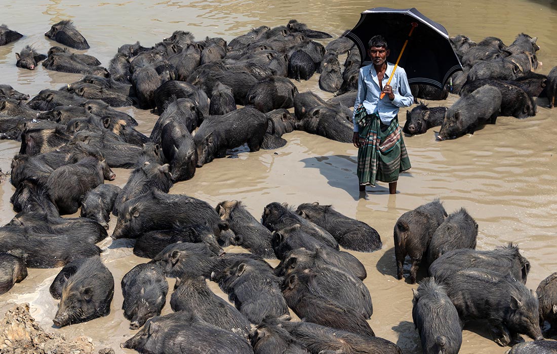 Свиньи на свалке в Нараянгандже на востоке Бангладеш