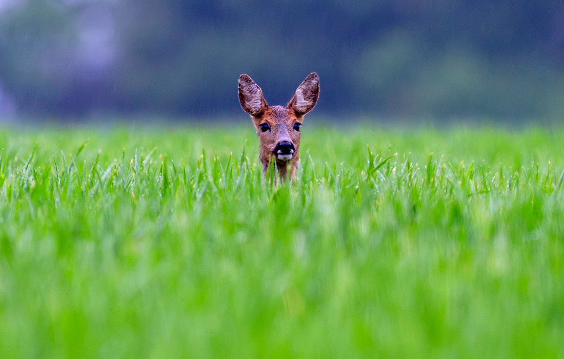 Олень в немецком Верхайме