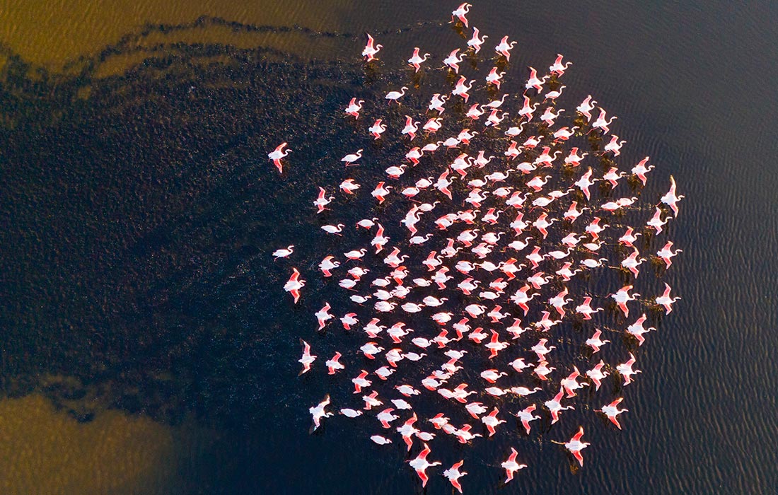 Фламинго в турецком Кайсери