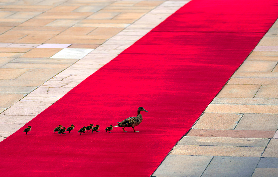 Утка с утятами на красной дорожке перед церемонией встречи председателя КНР Си Цзиньпина в Сербии