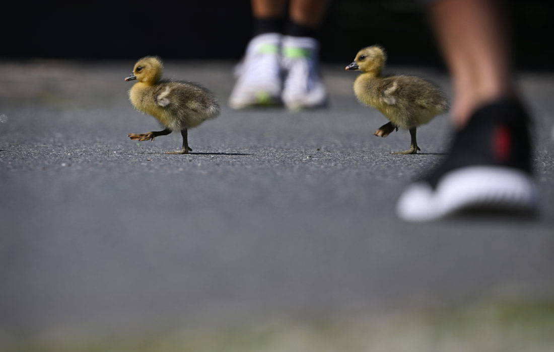 Гусята переходят дорогу во Франкфурте