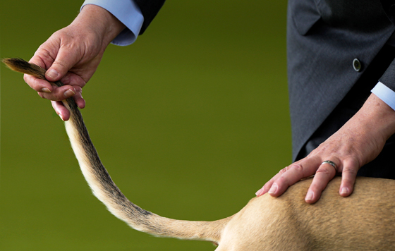 Выставка собак Westminster Kennel Club