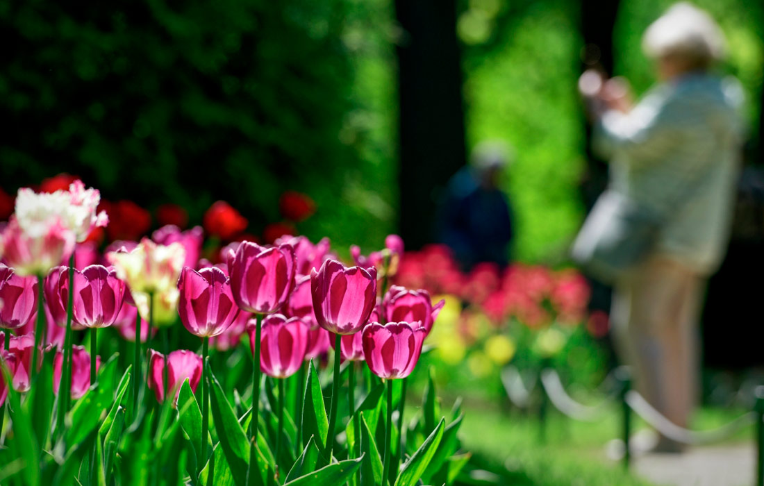Фестиваль тюльпанов на Елагином острове в Санкт-Петербурге
