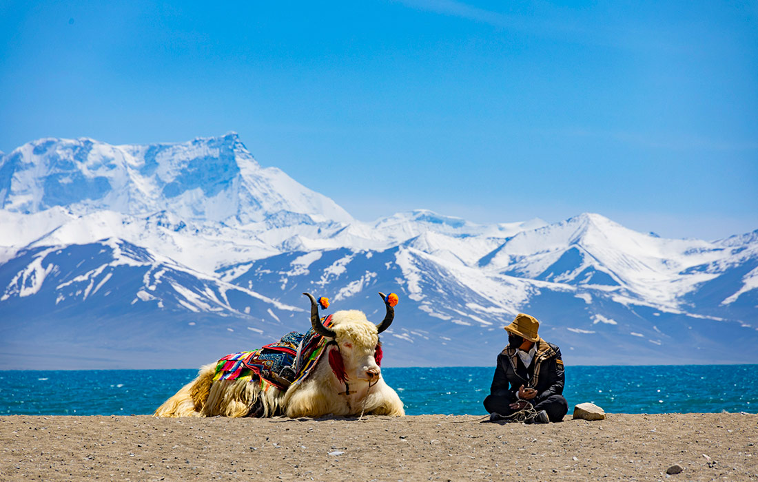 Белый як на берегу озера Намцо, Китай