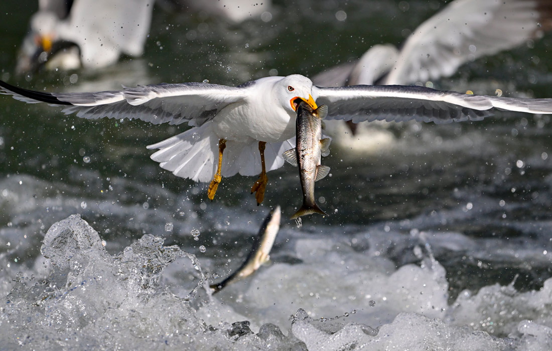 Охота чаек на озере Ван в Турции
