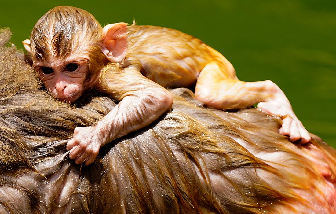 Макаки в индийском Джайпуре