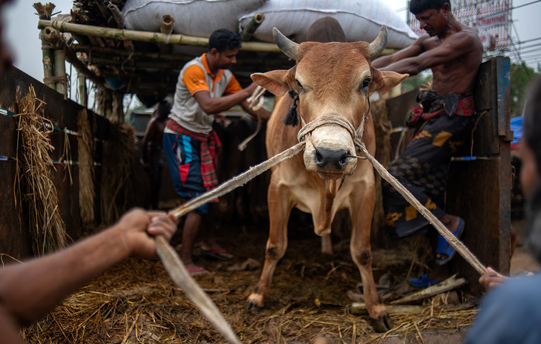 Рынок крупного рогатого скота в Дакке в преддверии мусульманского праздника Курбан-Байрам в Бангладеш