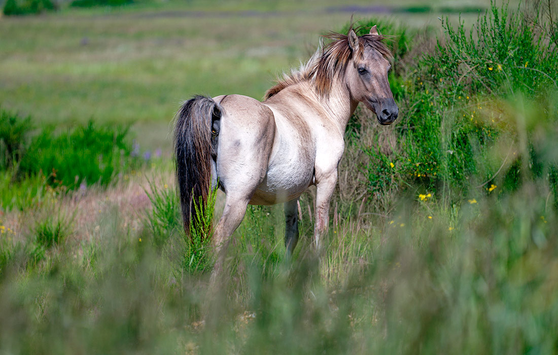 Дикая лошадь на карьере Хамбах, Германия