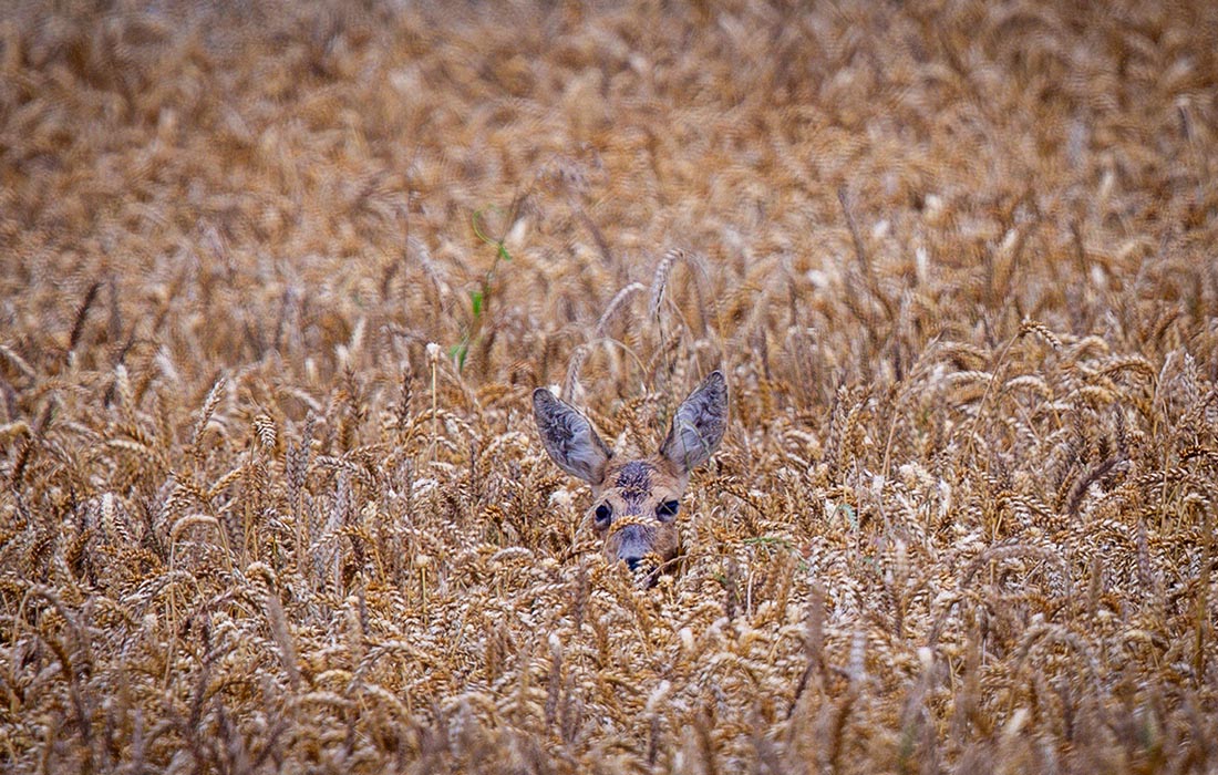 Олень в пшеничном поле в Западной Померании