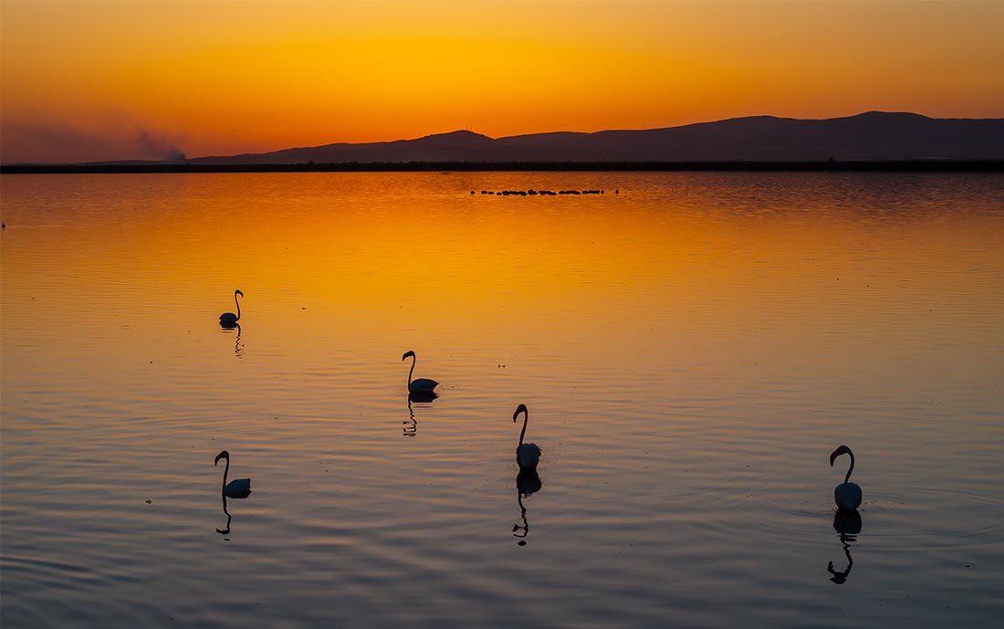 Фламинго на озере Эбер в Турции