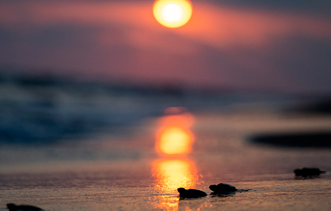 Детеныши черепах на пляже в турецкой Адане