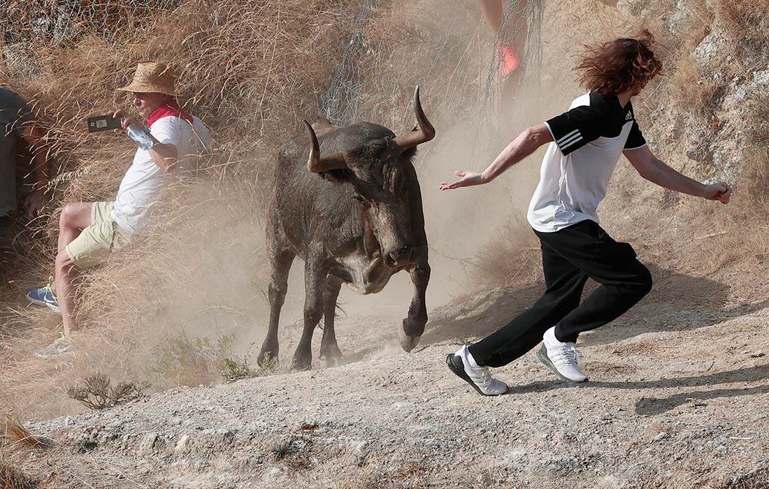 Традиционный забег быков Pilon de Falces в Испании