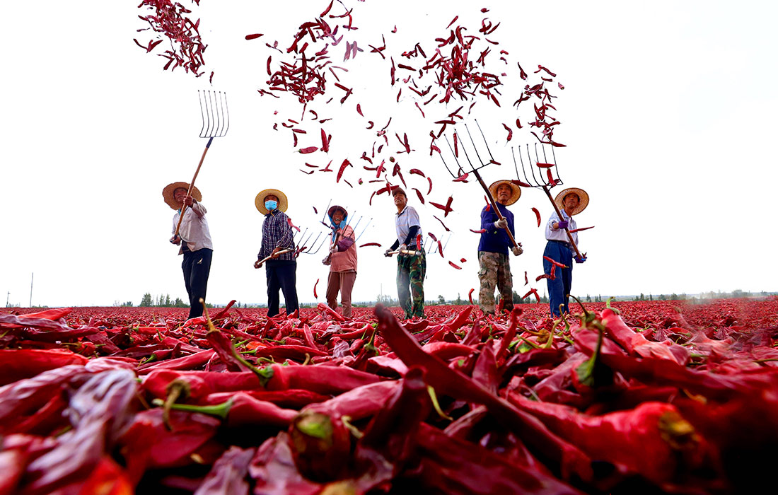 Cушка перца в китайском Чжанъе