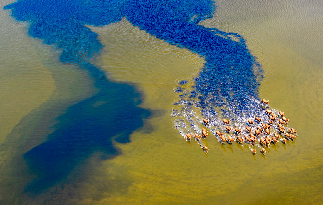 Стадо оленей милу в водно-болотных угодьях Тяозини, Китай