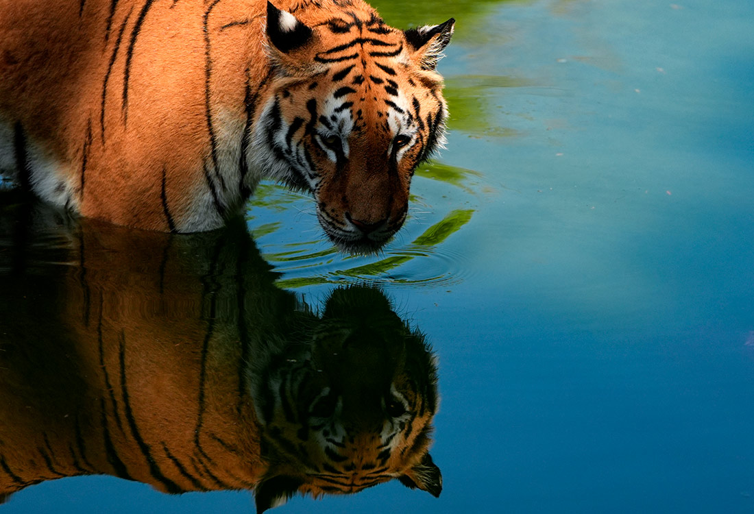 Бенгальский тигр в Измирском парке дикой природы