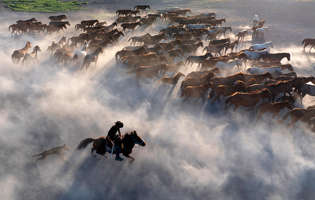 Дикие лошади в турецком Кайсери