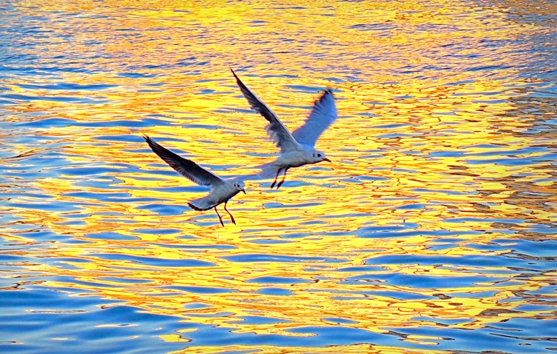 Чайки в рыболовном порту в Циндао, Китай