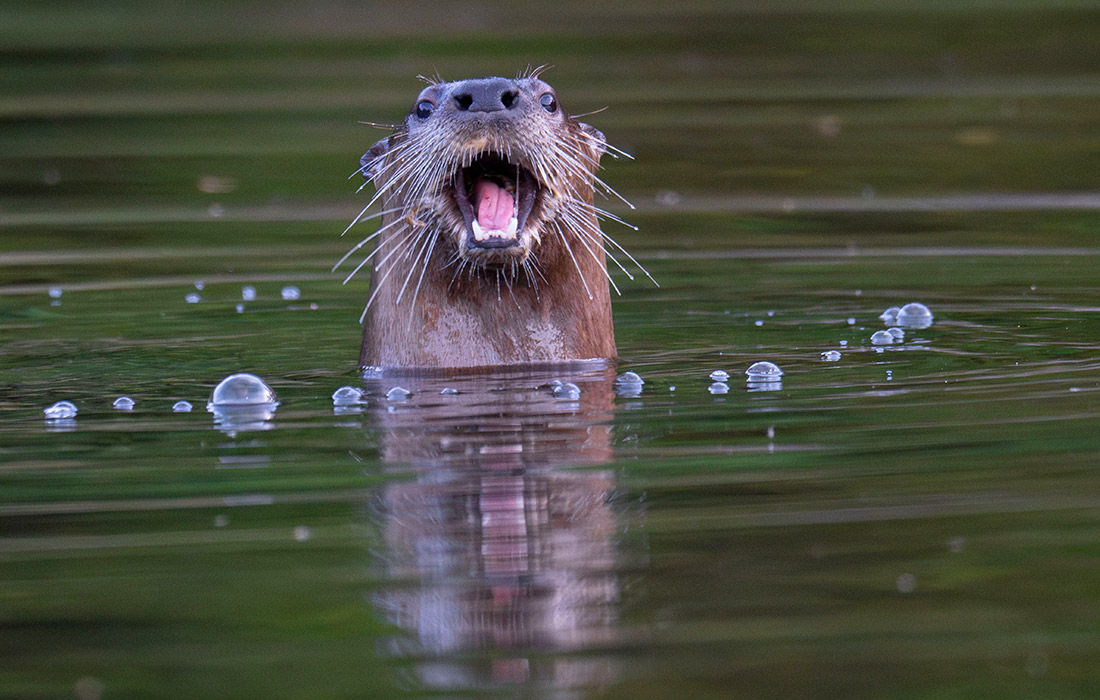 Речная выдра в Орегоне, США