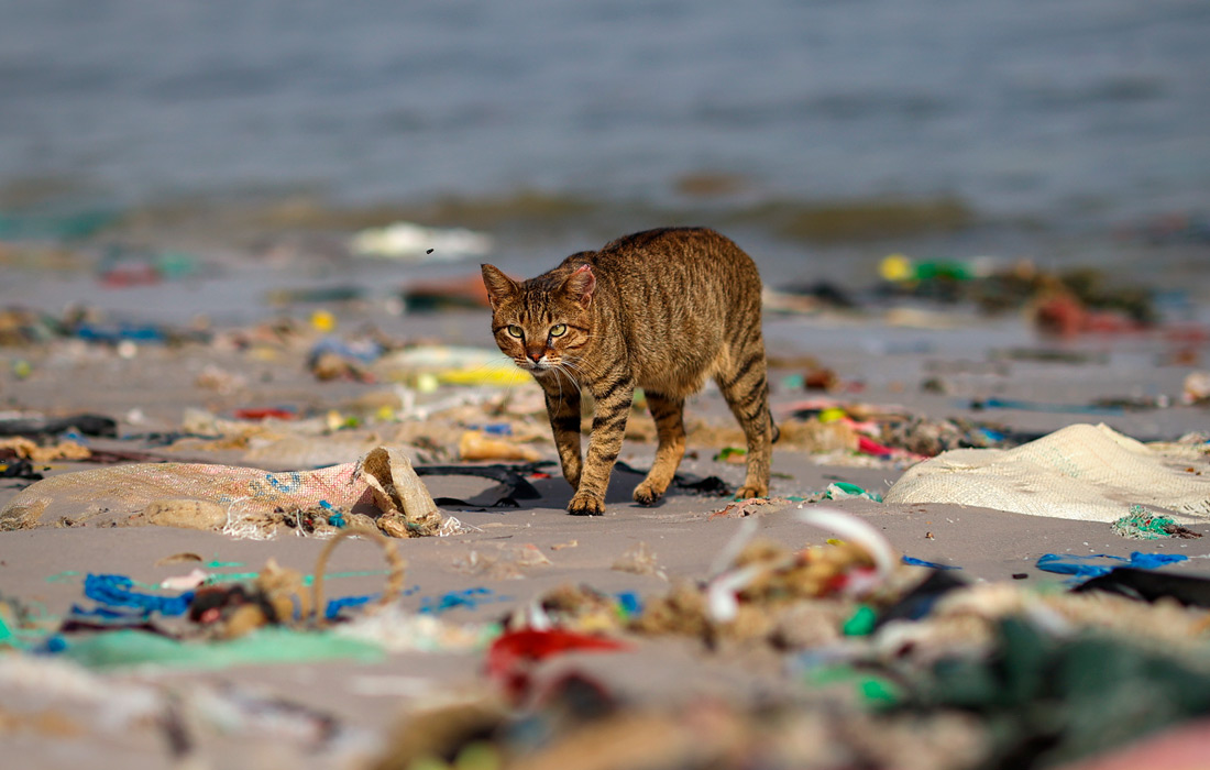 Залив Ханн в Дакаре, столице Сенегала, завален мусором