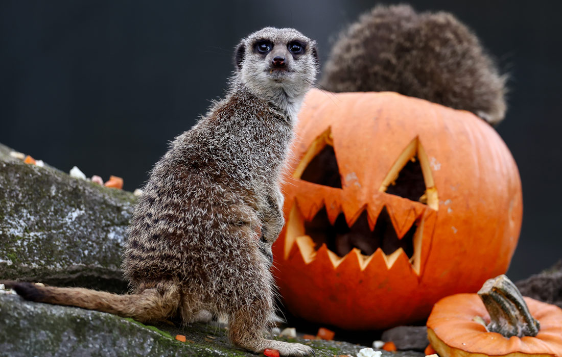 Сурикаты исследуют тыкву в преддверии Хэллоуина в зоопарке Five Sisters недалеко от Эдинбурга, Шотландия