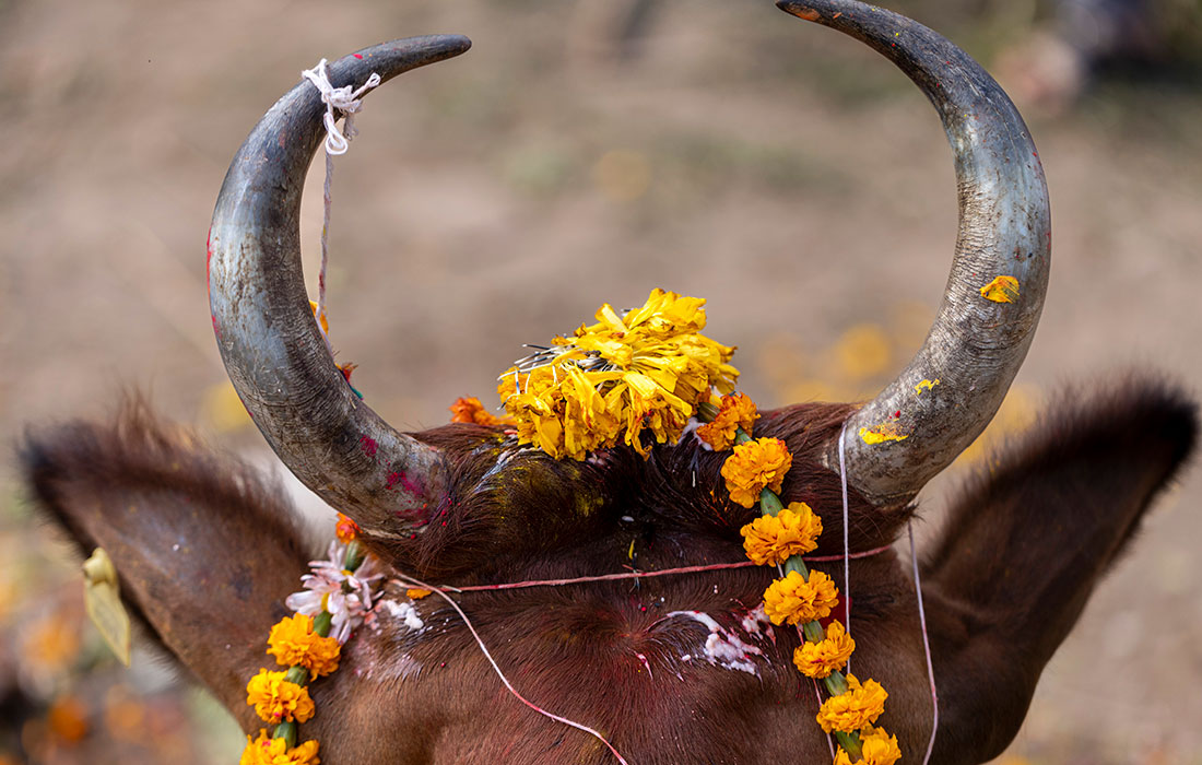 Индуистский фестиваль "Кукур Тихар" в Катманду