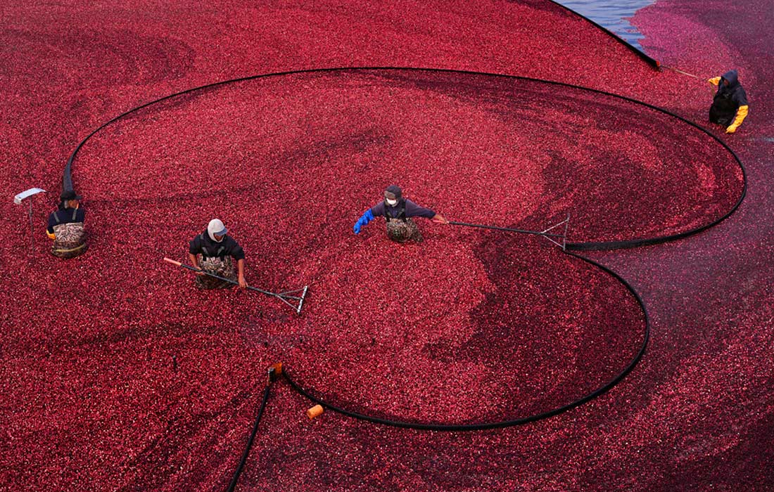 Сбор урожая клюквы в штате Массачусетс