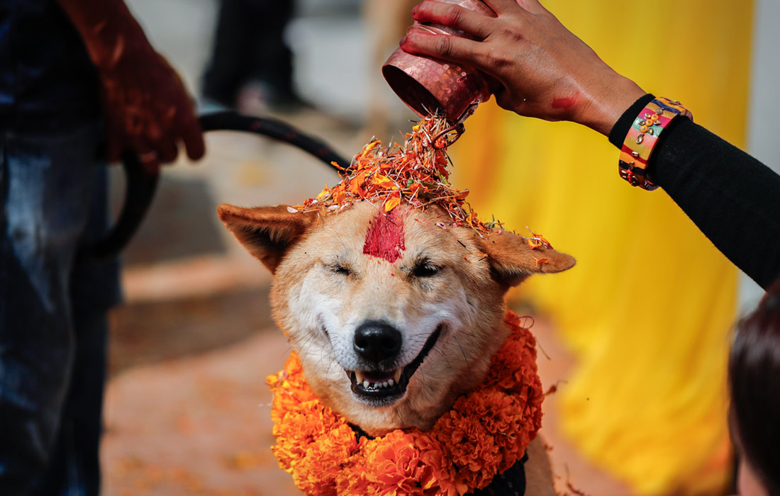 День почитания собак во время фестиваля Тихар в Лалитпуре, Непал