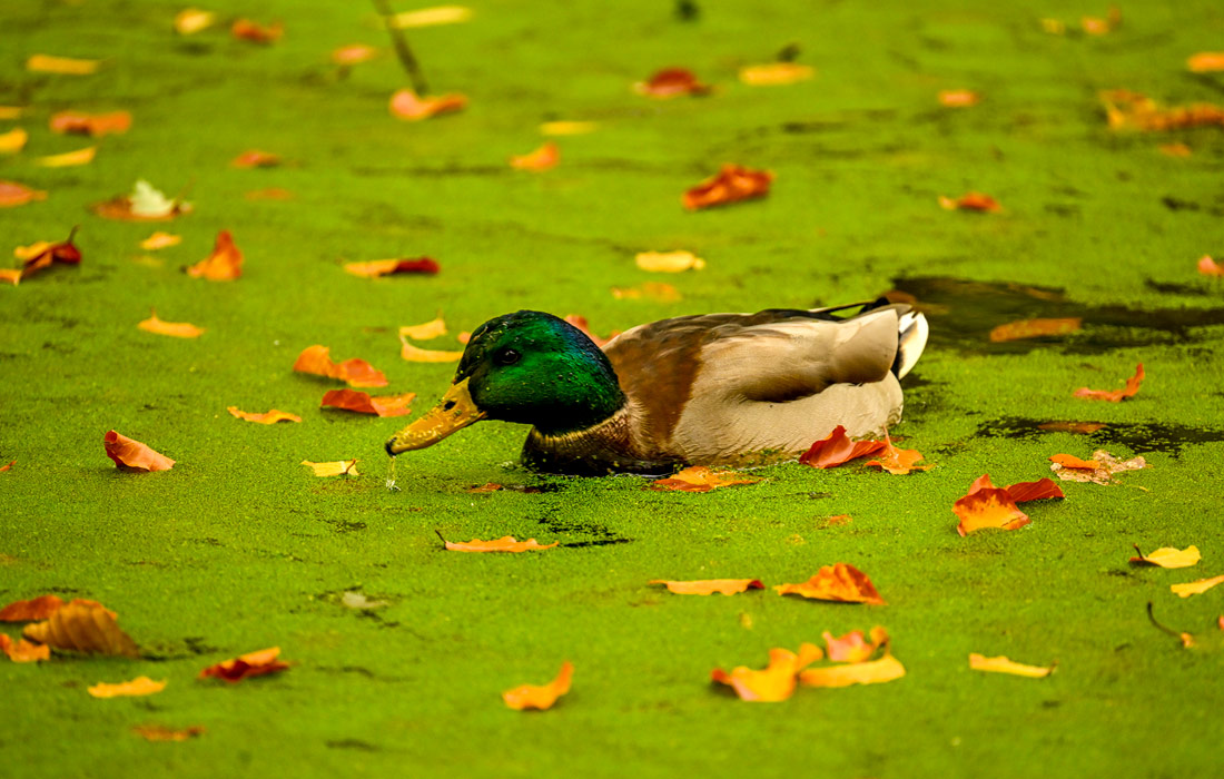 Утка в пруду в парке Тиргартен в Берлине, Германия