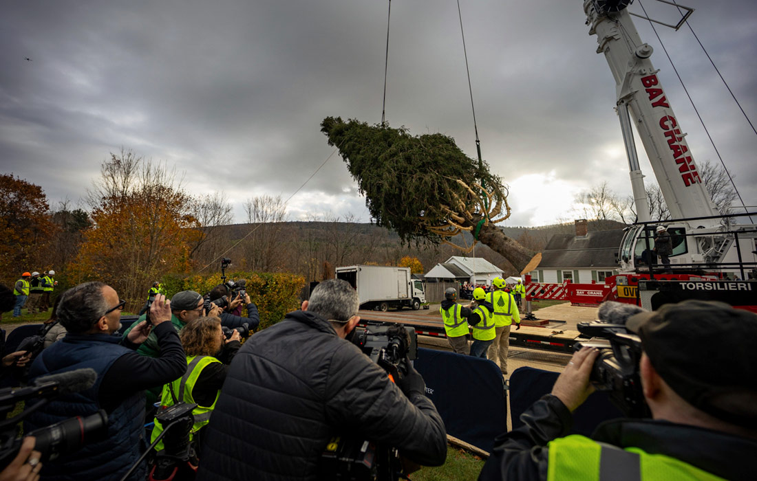 Главная рождественская ель Нью-Йорка была срублена в Массачусетсе