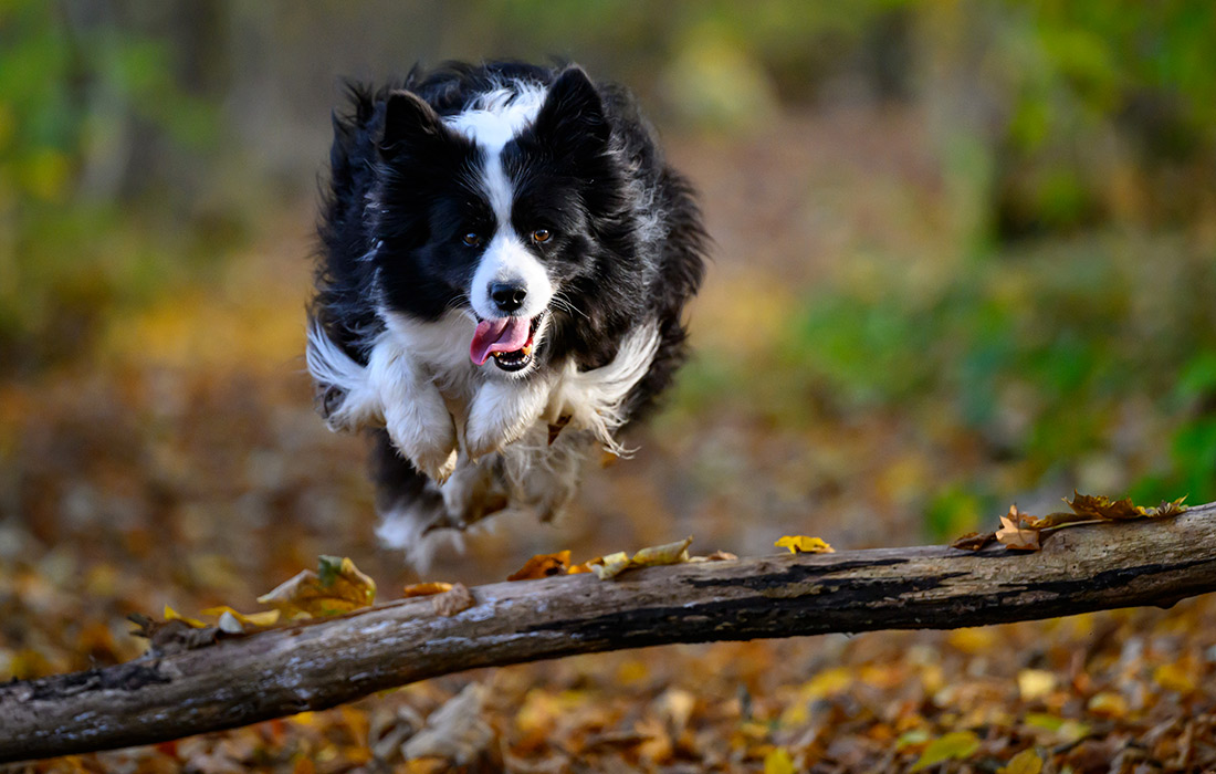 Собака в природном парке Меркиш Швайц в Германии