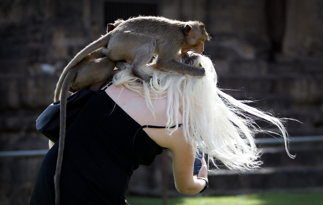 Туристка во время посещения ежегодного фестиваля обезьян в тайской провинции Лопбури